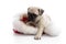 Puppy sitting on christmas hat