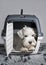 Puppy sitting in his transporter pet carrier