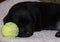 Puppy sleeping with ball