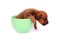Puppy sleeping in a cup