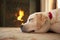 Puppy sleeping in front of a fireplace