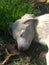 Puppy sleeping on the grass