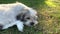 Puppy sleeping outdoor on the grass