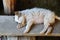 Puppy is sleeping on the wooden board.