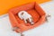 Puppy sleeps in an orange cot at home