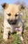 Puppy smelling pink flower