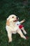 Puppy smelling red flower.