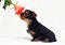 Puppy sniffs a flower of breed Yorkshire Terrier