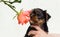 Puppy sniffs a flower of breed Yorkshire Terrier