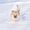 Puppy in the snow in the winter