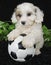 Puppy Soccer Player