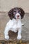 Puppy Spaniel sitting outside.