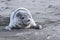 Puppy spotted seal which lies on a sandy beach on ocean