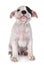 Puppy staffordshire bull terrier