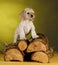 Puppy standing on wood pile