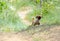 A puppy stands on the trail