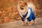 The puppy stays on the sidewalk in the blue sweater with warm colors