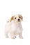 Puppy stood isolated on a white background