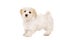 Puppy stood isolated on a white background