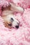 Puppy sweetly sleeps in bed buried in a pink fluffy blanket pulling out a small nose and paw