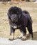 Puppy Tibetan Mastiff