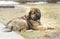 Puppy Tibetan Mastiff