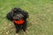 Puppy toy poodle isolated on the grass, wears a sweater and looks away at copy space. Cute little curly dark doggy sitting on the