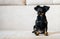 Puppy toy terrier. Russian toy terrier on beige background.