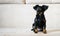 Puppy toy terrier. Russian toy terrier on beige background.