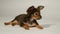 Puppy toy terrier is on a white background.