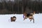 Puppy tries catch up ring moving away from him on ground, adult dog follows from behind. Two Shepherds German and Australian on