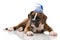 Puppy with tyrolean hat isolated