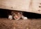 Puppy under a fence