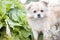 Puppy in a vegetable garden