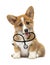 puppy vet looks with a stethoscope