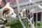 Puppy wait in dog cage in pet shop hope to freedom