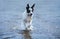 Puppy of watchdog running on water.