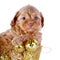 Puppy in a wattled basket with New Year\'s balls.