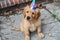 Puppy Wearing Party Hat Sitting on Ground. Generative AI