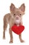 Puppy Wearing Red Valentine Heart Necklace