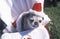 Puppy wearing a tiny Santa Claus hat at the Doo Dah Parade, Pasadena, California