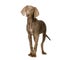 Puppy Weimaraner