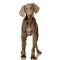 Puppy Weimaraner