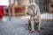 Puppy of weimaraner hound dog sitting on grey banket in house.