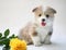 Puppy welsh corgi pembroke on white background with yellow rose. Happy dog.