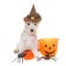 Puppy west highland white terrier and haloween