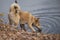 Puppy West Siberian husky is drinking water from the river on the hunt