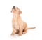 Puppy on white background