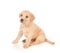 Puppy on white background