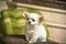 Puppy of white chihuahua breeds